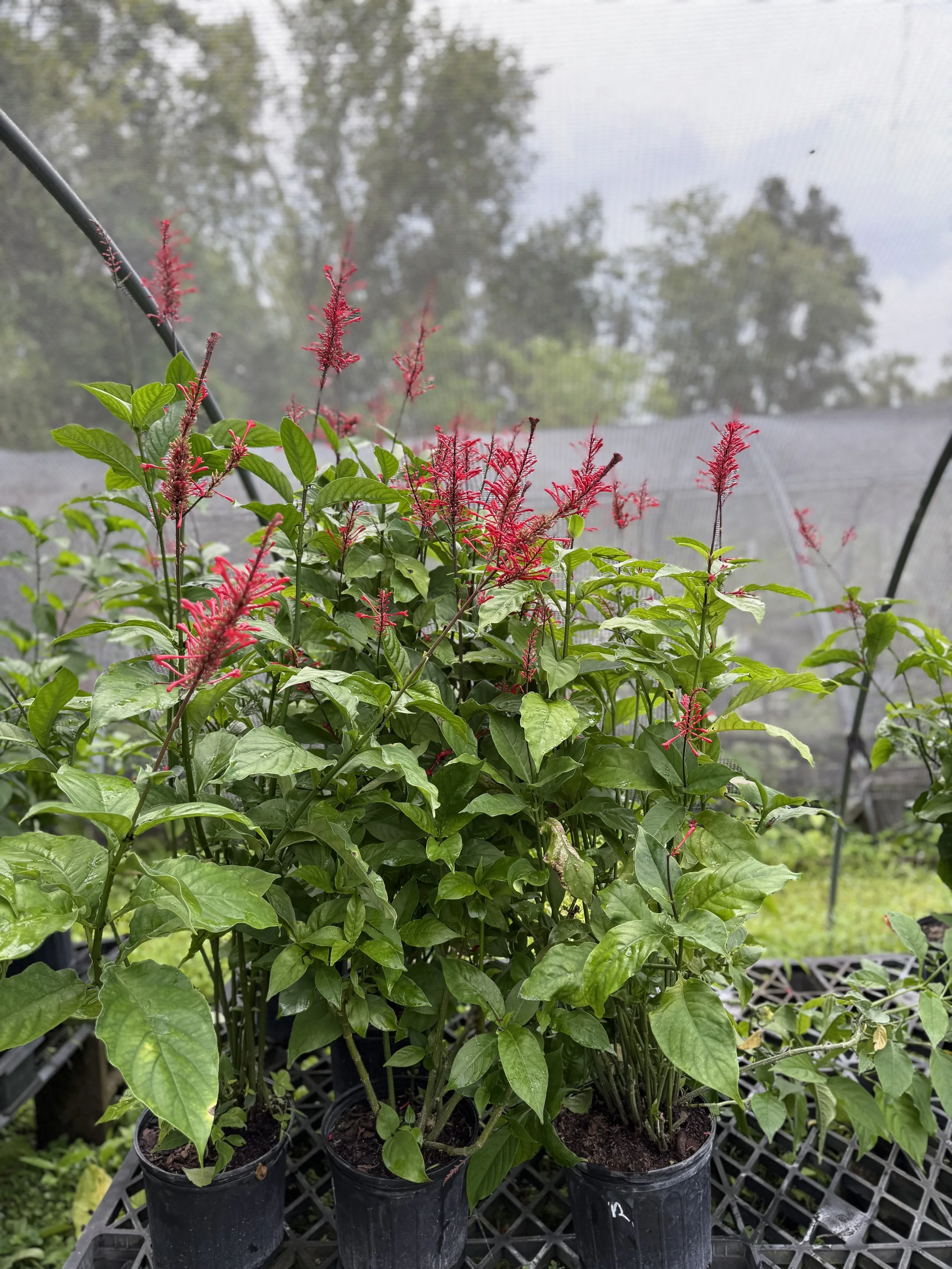Wood Sage , Teucrinum canadense — Florida Native Plants Nursery